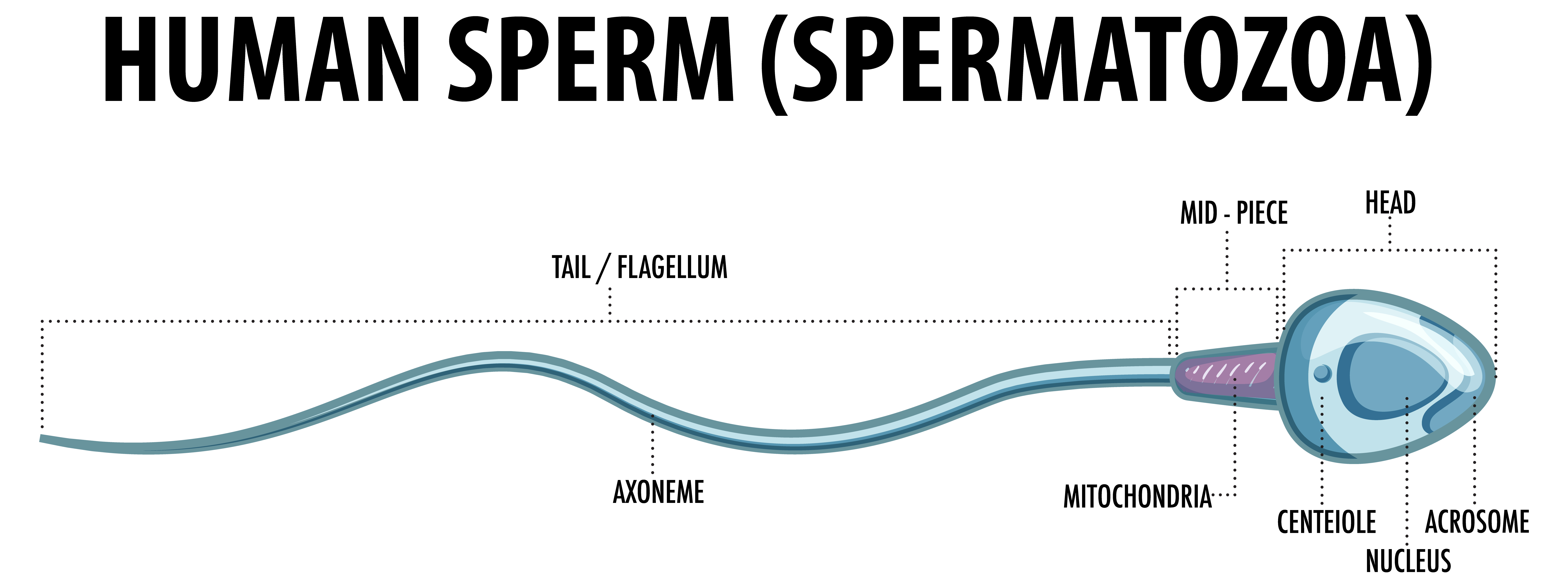 Sperm Morphology